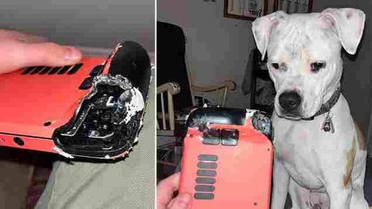 Adorable Pup Regrets Nibbling on Steam Deck